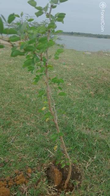 Tree Photo