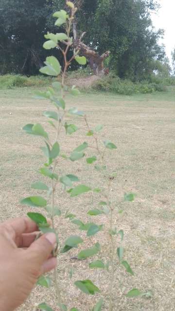 Tree Photo