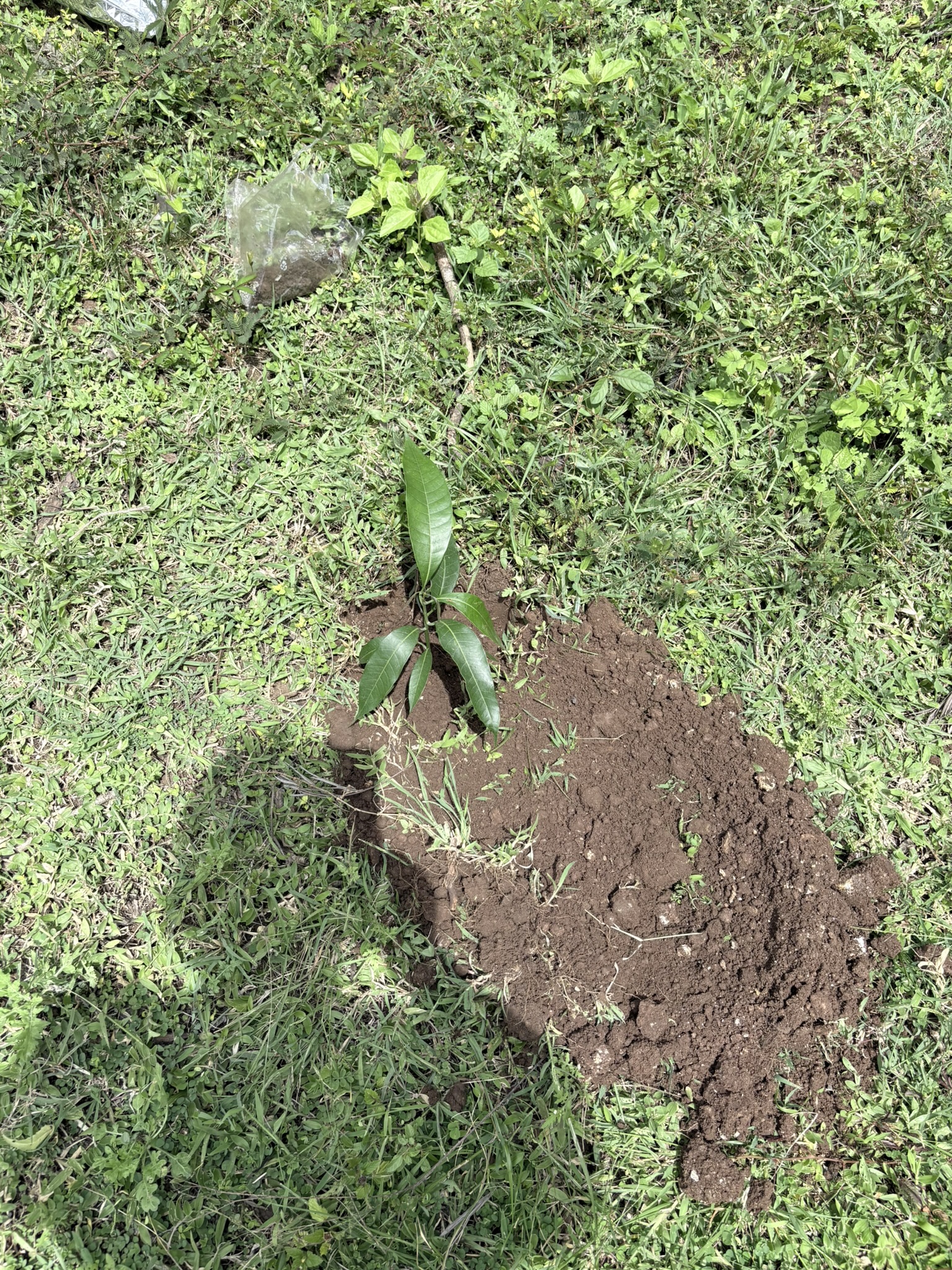 Tree Photo