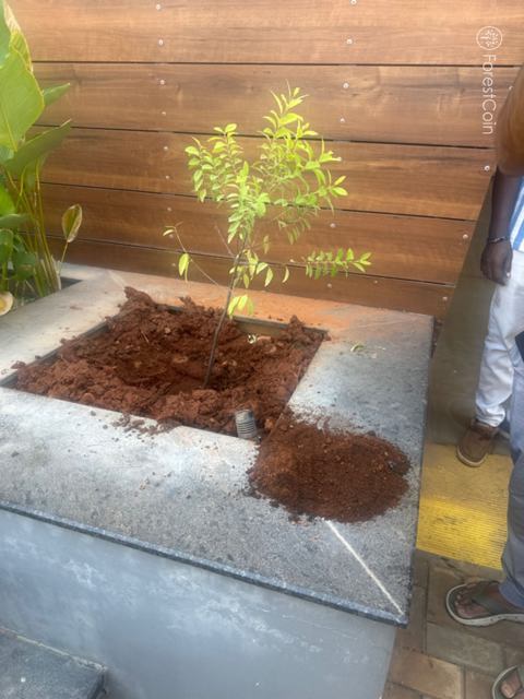 Tree Photo