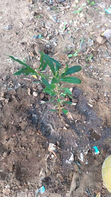 Plant 3439