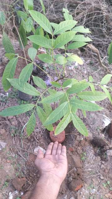 Plant 3545