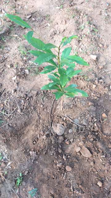 Plant 3558
