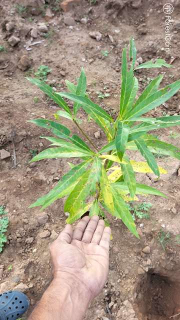 Plant 3780
