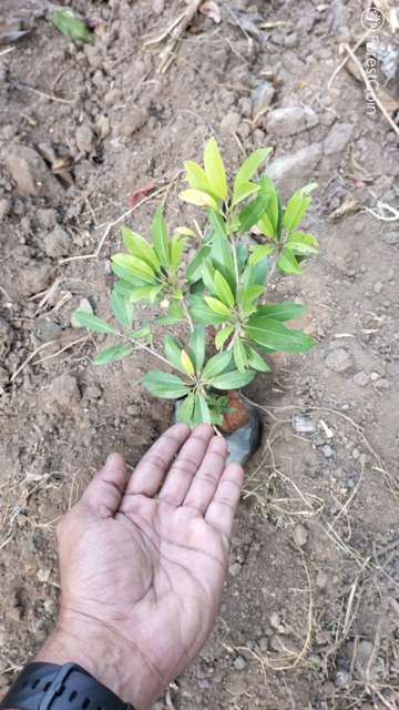 Plant 4252