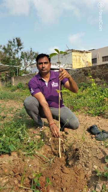 Plant 4515