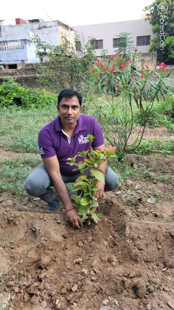 Plant 4516