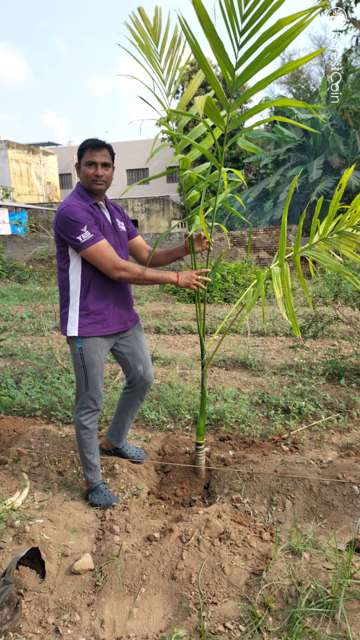 Plant 4517