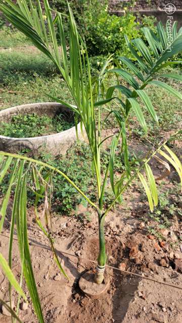 Plant 4518