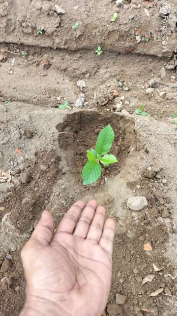Plant 4559