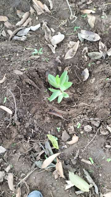 Plant 4560