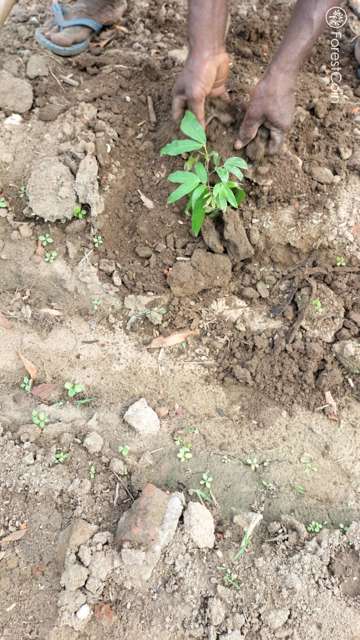 Plant 4561
