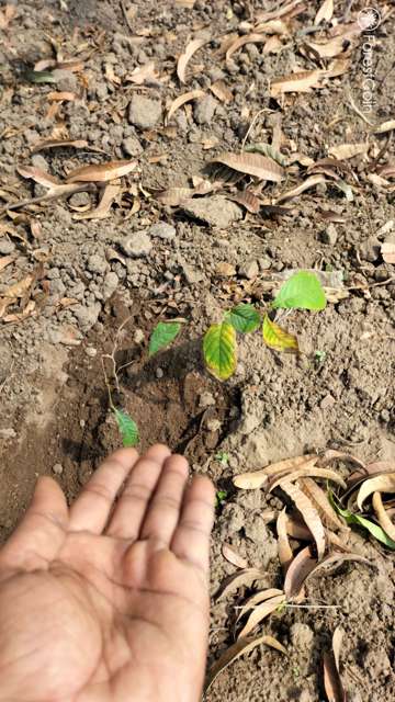 Plant 4562