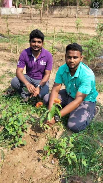 Plant 4563