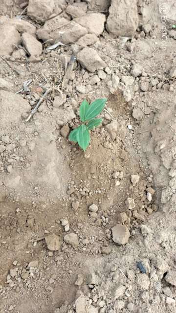 Plant 4564