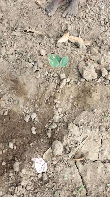 Plant 4565