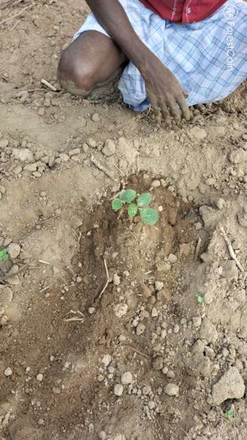 Plant 4567