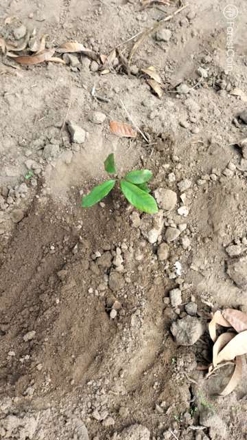 Plant 4568