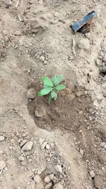 Plant 4569