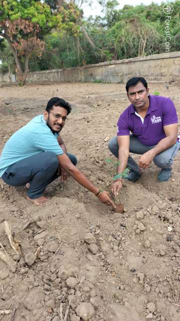 Plant 4570