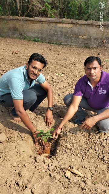 Plant 4571