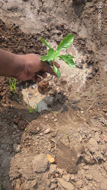 Plant 4449