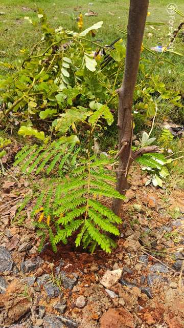 Tree Photo