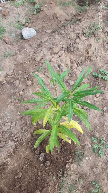 Plant 3796