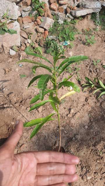 Plant 3798