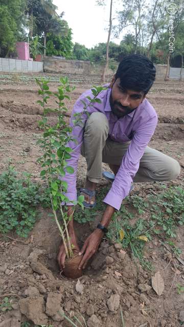 Plant 4519