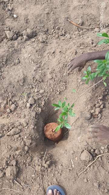 Plant 4523