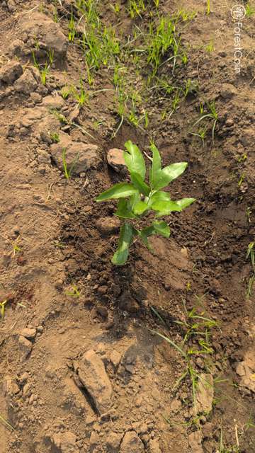 Plant 4450