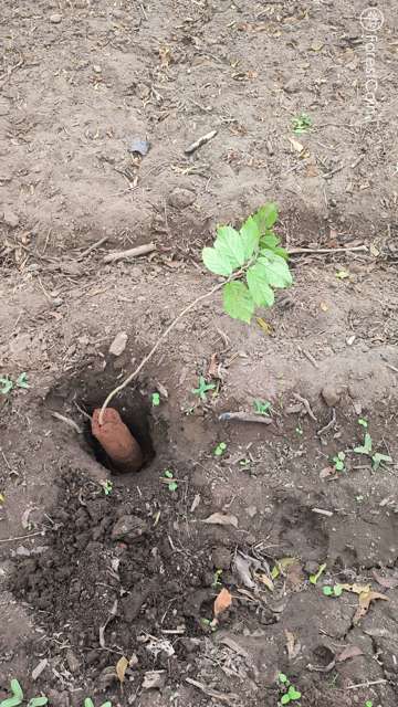 Plant 4451