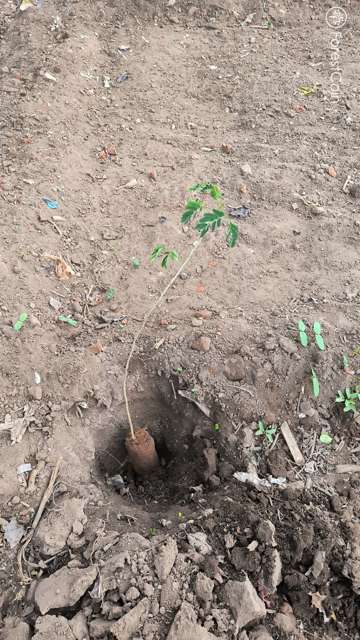 Plant 4452
