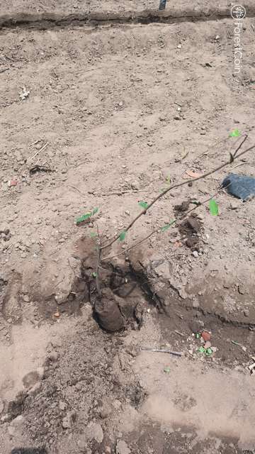 Plant 4453