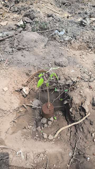 Plant 4454