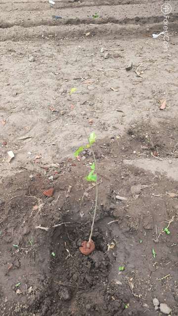 Plant 4455