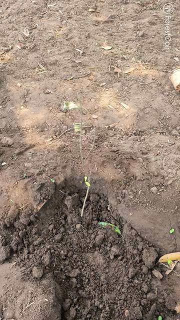 Plant 4456