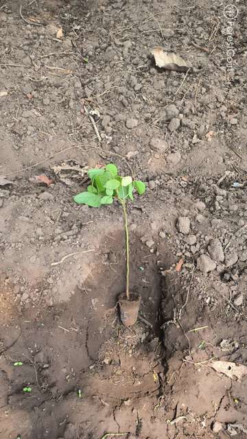 Plant 4457