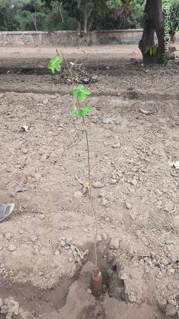 Plant 4458
