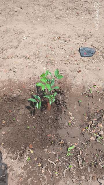 Plant 4459