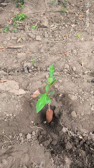 Plant 4460