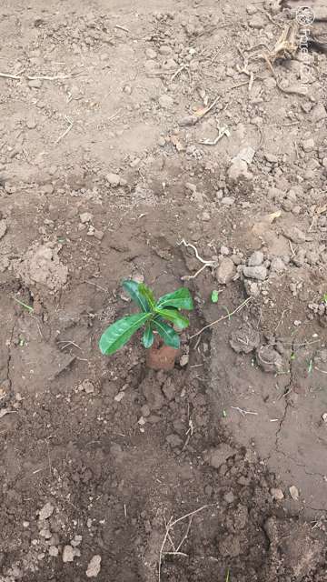 Plant 4461