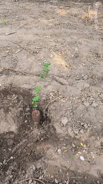 Plant 4462