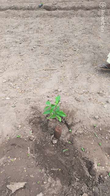 Plant 4463