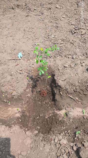 Plant 4464