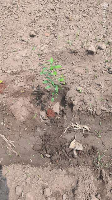Plant 4465