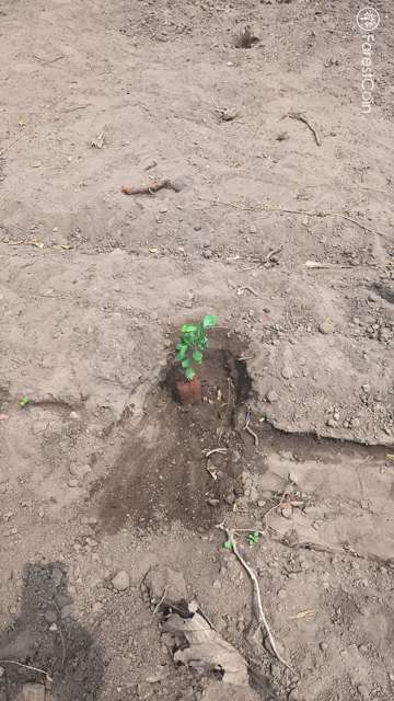 Plant 4466