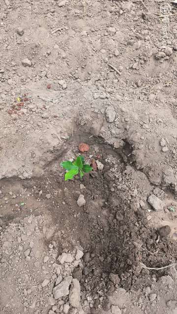 Plant 4467