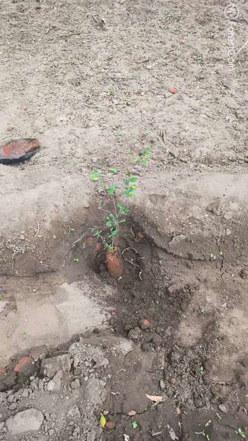 Plant 4468